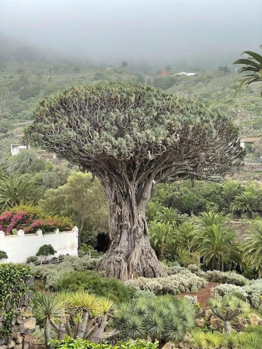 Alina'S Nest San Marcos (Tenerife) Exterior foto